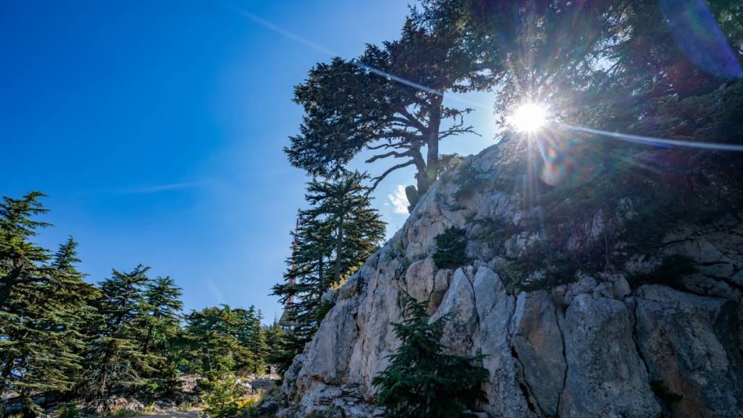 Muhteşem manzarasıyla Sarıçınar 13