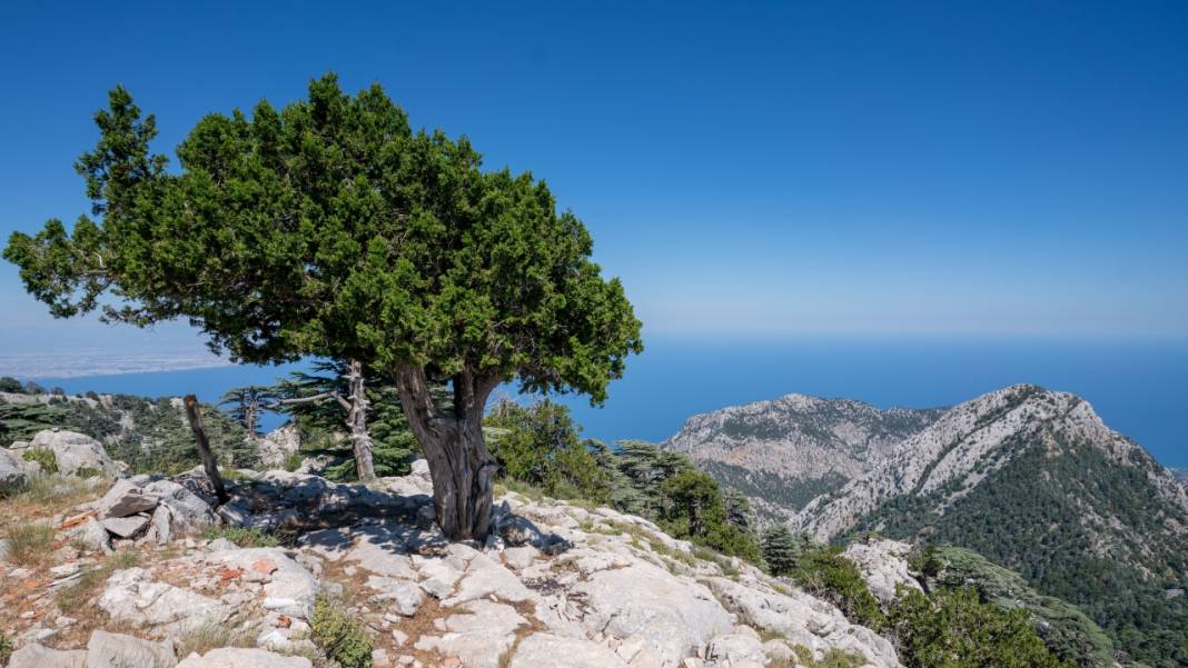 Muhteşem manzarasıyla Sarıçınar 4