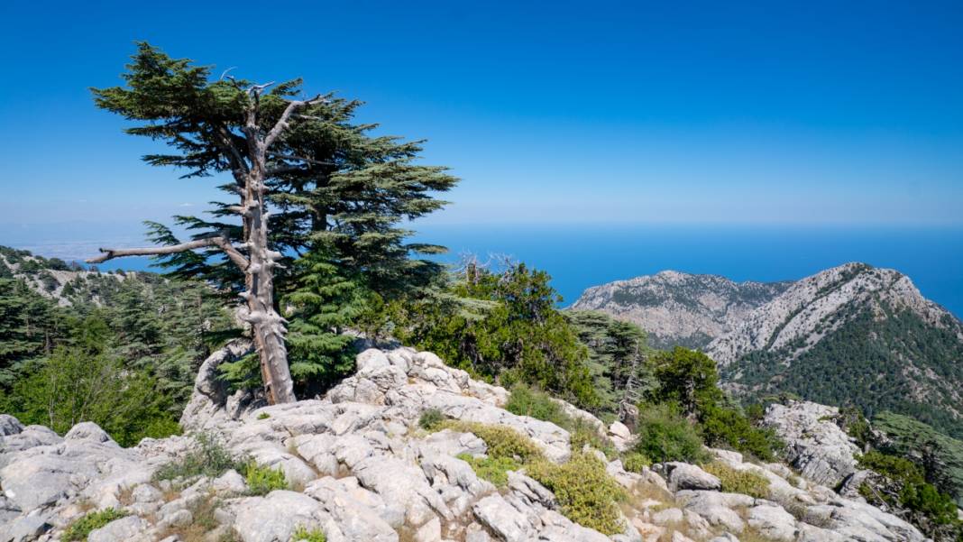 Muhteşem manzarasıyla Sarıçınar 5