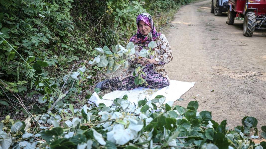 Bursa'nın ıhlamur ormanları 12