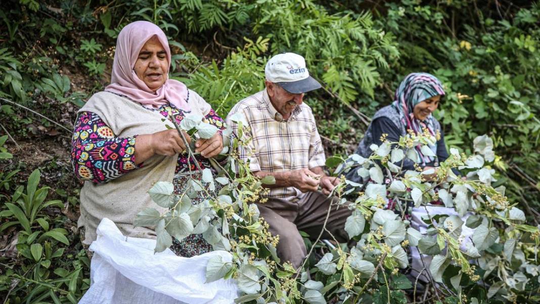 Bursa'nın ıhlamur ormanları 13