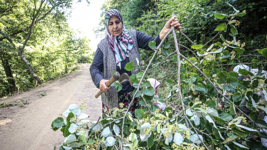 Bursa'nın ıhlamur ormanları 9