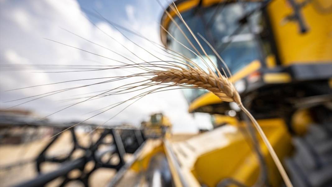 Ankara’da buğday hasadı mesaisi gece gündüz sürüyor 11