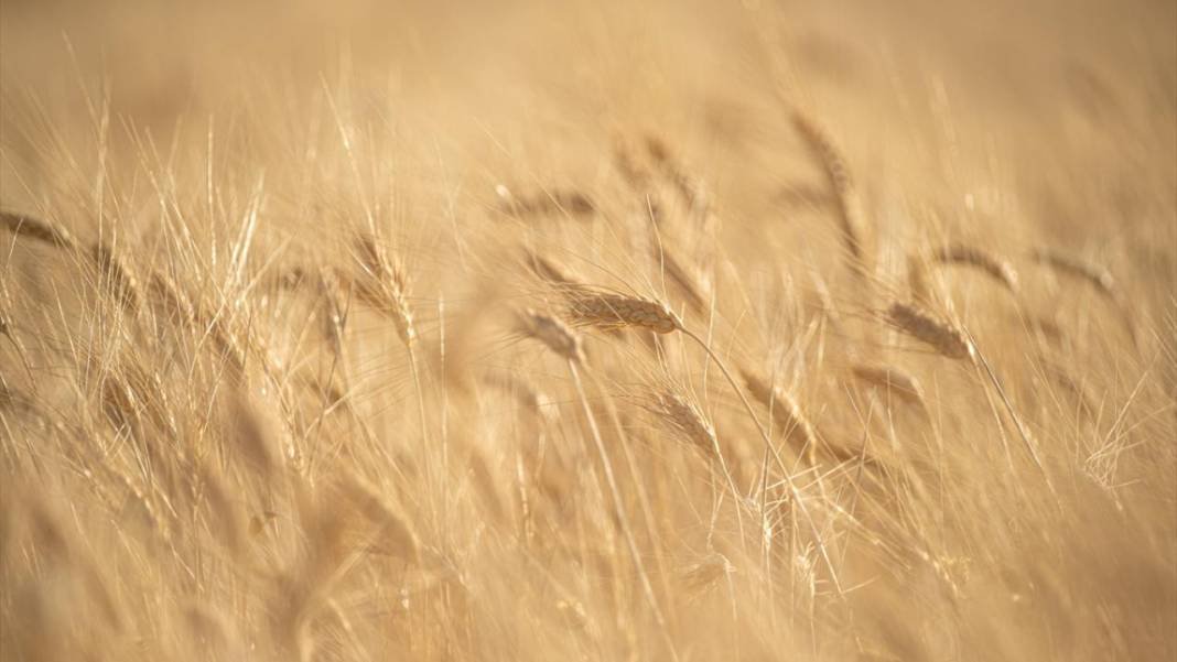 Ankara’da buğday hasadı mesaisi gece gündüz sürüyor 12