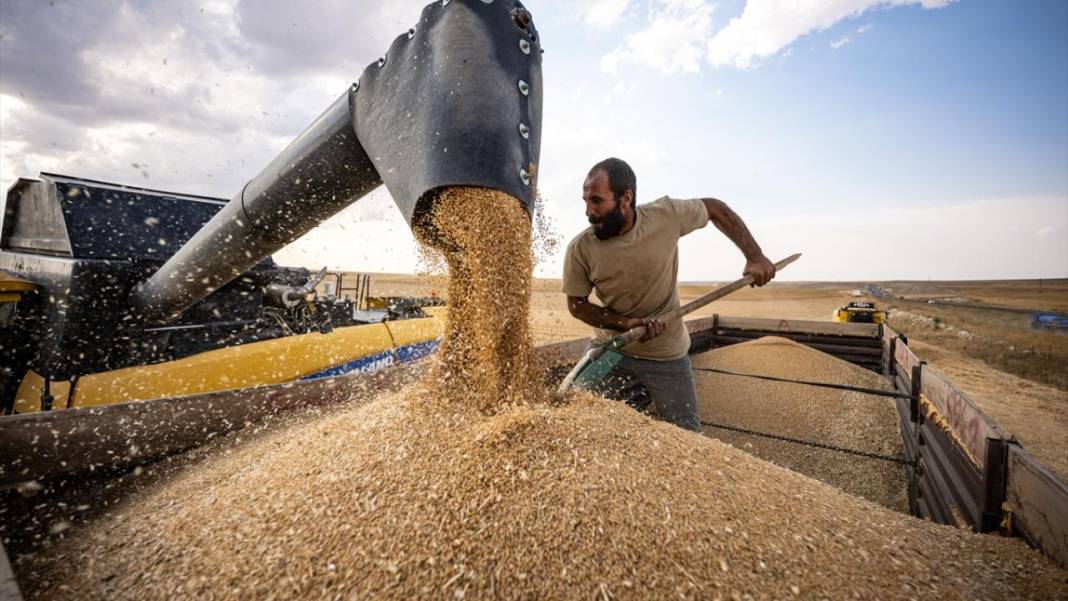 Ankara’da buğday hasadı mesaisi gece gündüz sürüyor 9