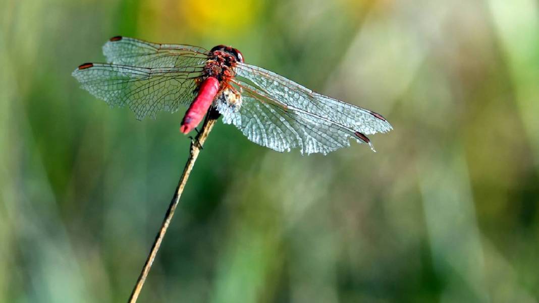 Sarıkamış 'tarım dostu' yusufçuklarla renklendi 1