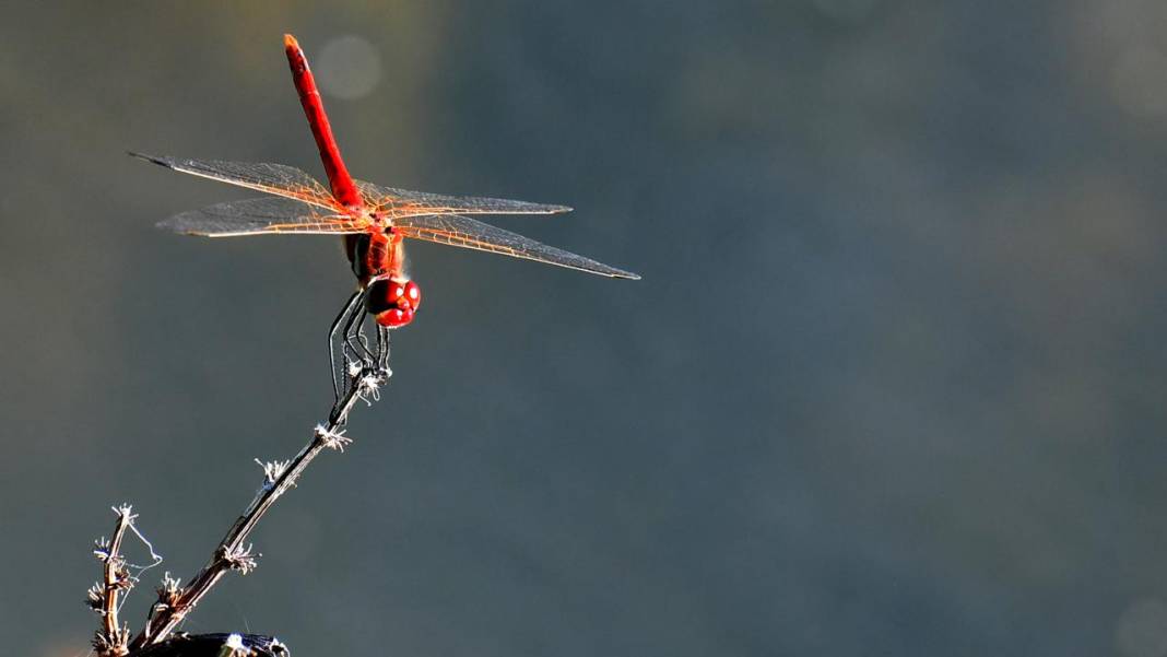 Sarıkamış 'tarım dostu' yusufçuklarla renklendi 10