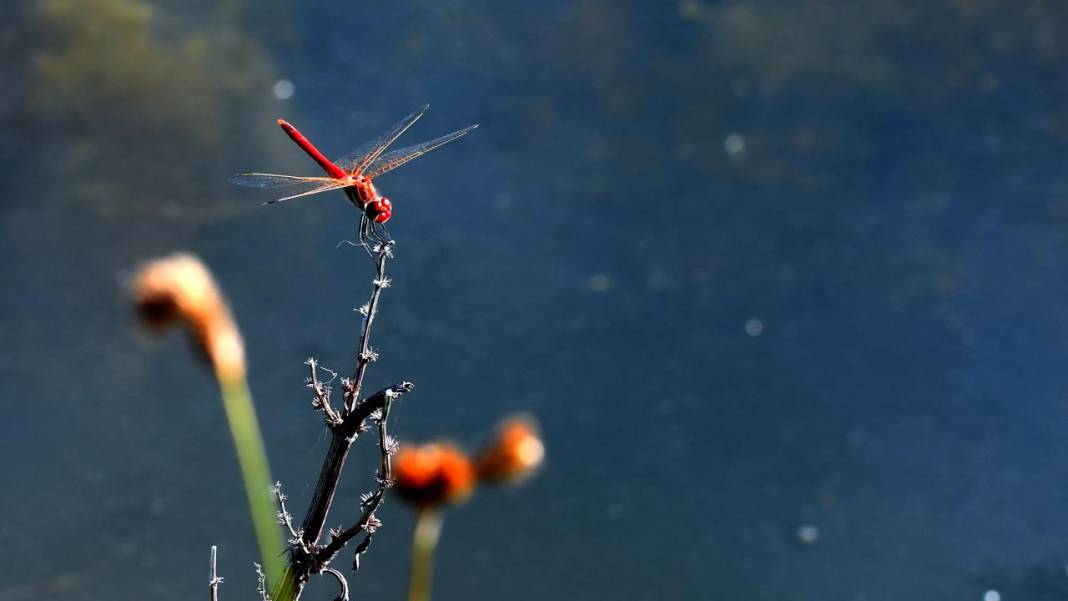 Sarıkamış 'tarım dostu' yusufçuklarla renklendi 11