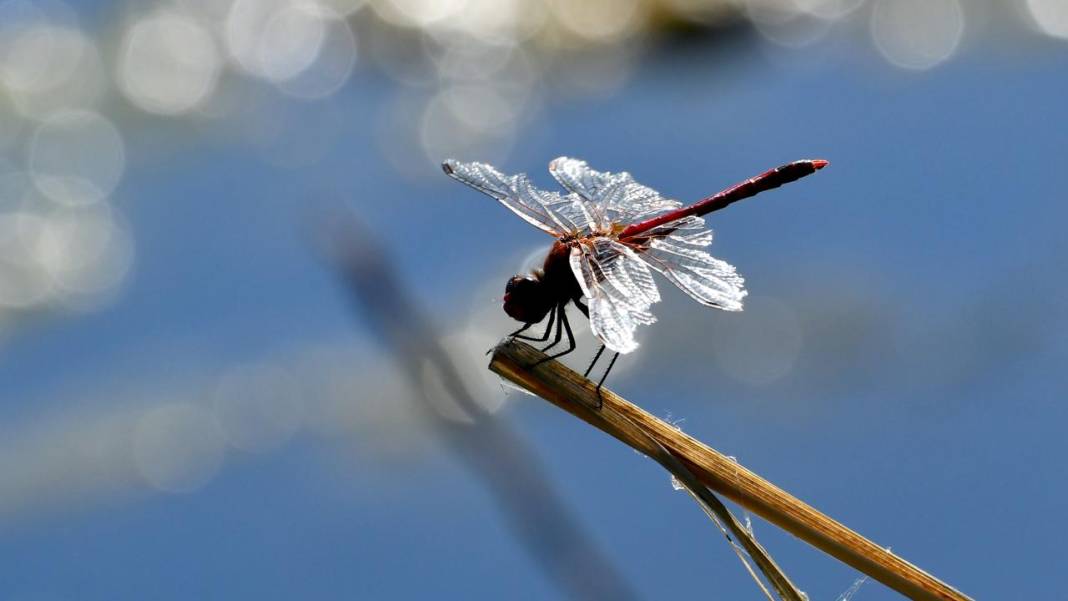 Sarıkamış 'tarım dostu' yusufçuklarla renklendi 12