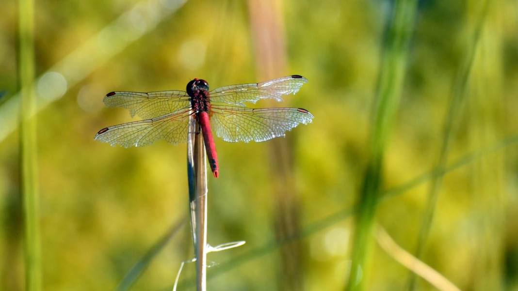 Sarıkamış 'tarım dostu' yusufçuklarla renklendi 13