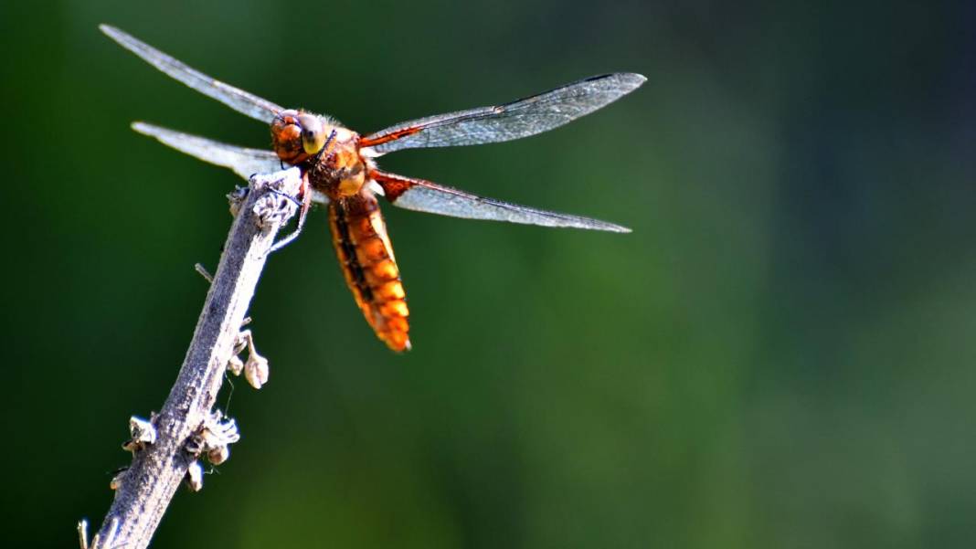 Sarıkamış 'tarım dostu' yusufçuklarla renklendi 14
