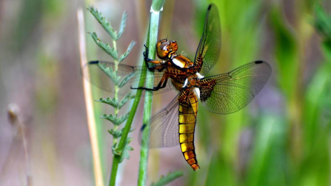 Sarıkamış 'tarım dostu' yusufçuklarla renklendi 15