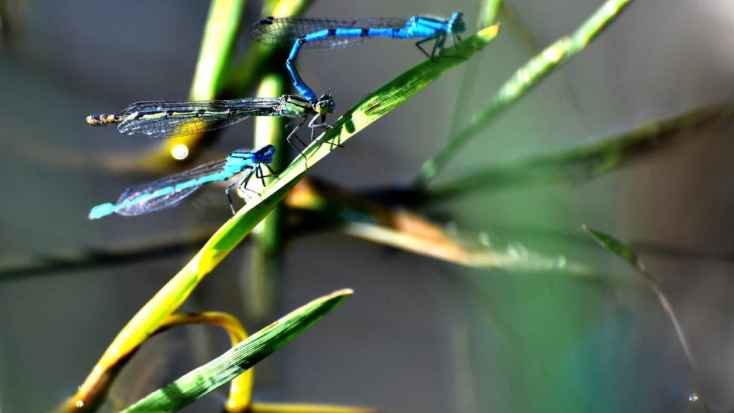Sarıkamış 'tarım dostu' yusufçuklarla renklendi 16
