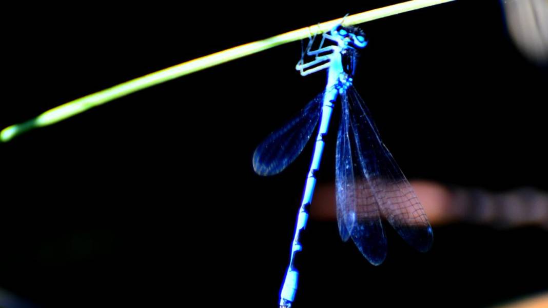 Sarıkamış 'tarım dostu' yusufçuklarla renklendi 17