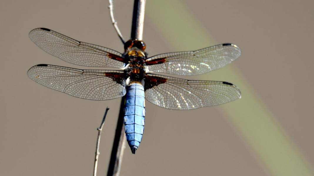 Sarıkamış 'tarım dostu' yusufçuklarla renklendi 2