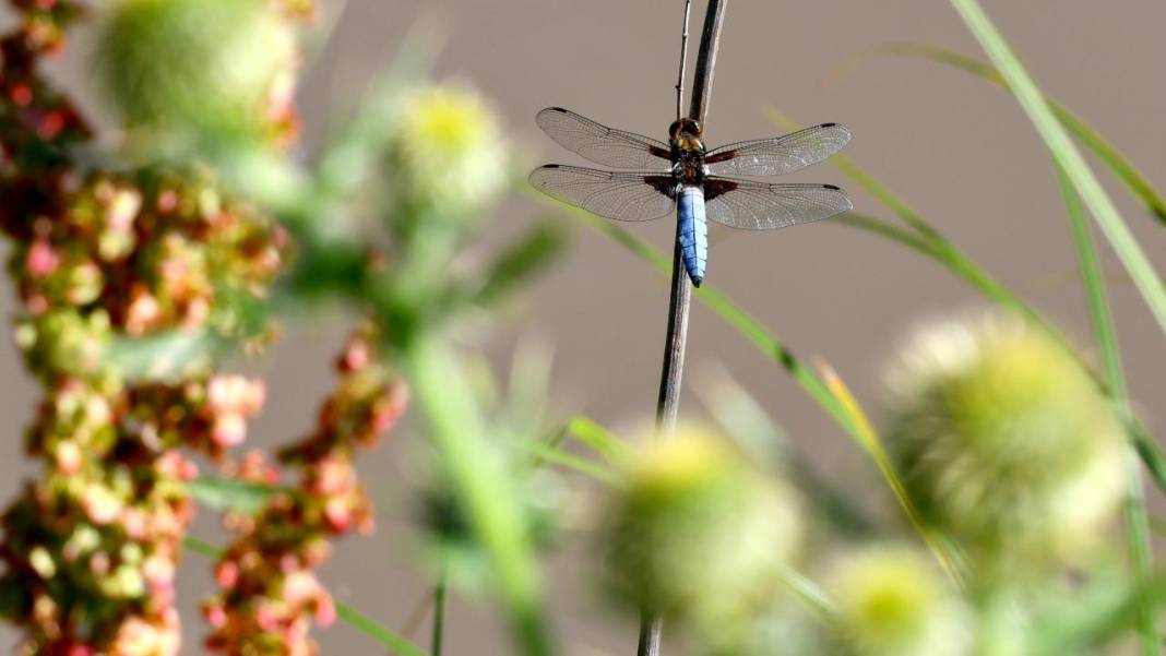 Sarıkamış 'tarım dostu' yusufçuklarla renklendi 3