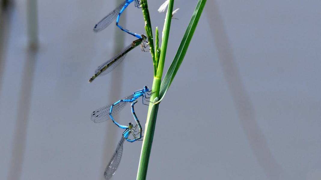 Sarıkamış 'tarım dostu' yusufçuklarla renklendi 4