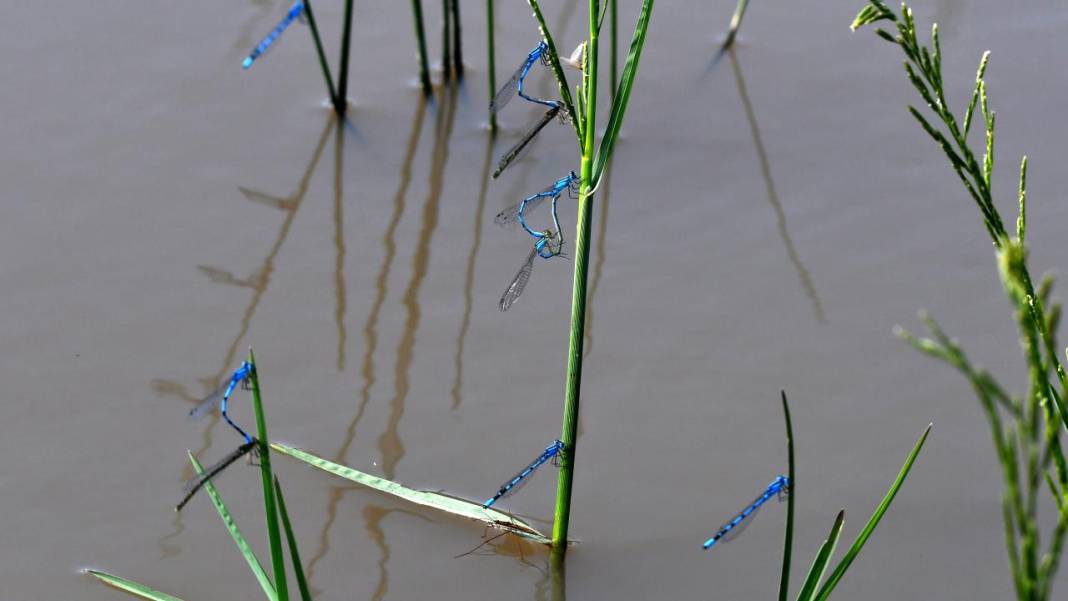 Sarıkamış 'tarım dostu' yusufçuklarla renklendi 5