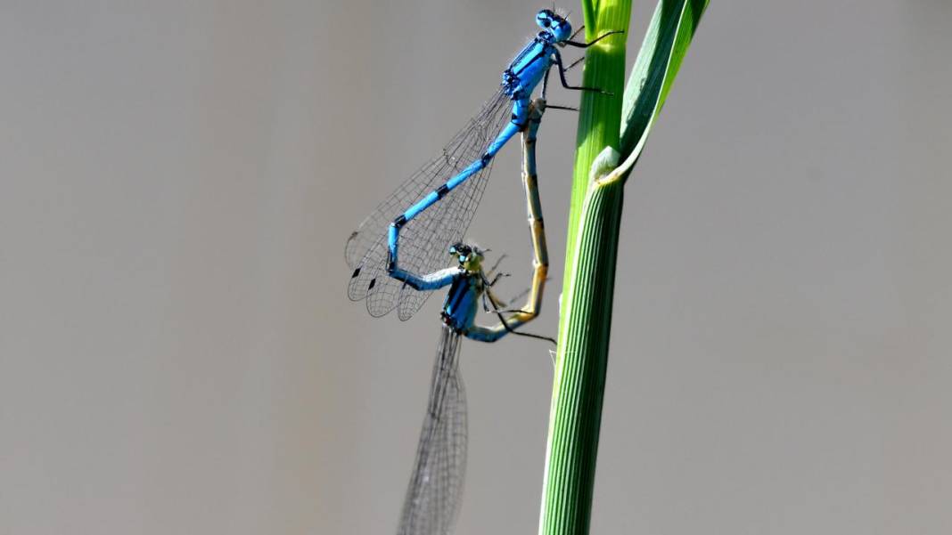 Sarıkamış 'tarım dostu' yusufçuklarla renklendi 6