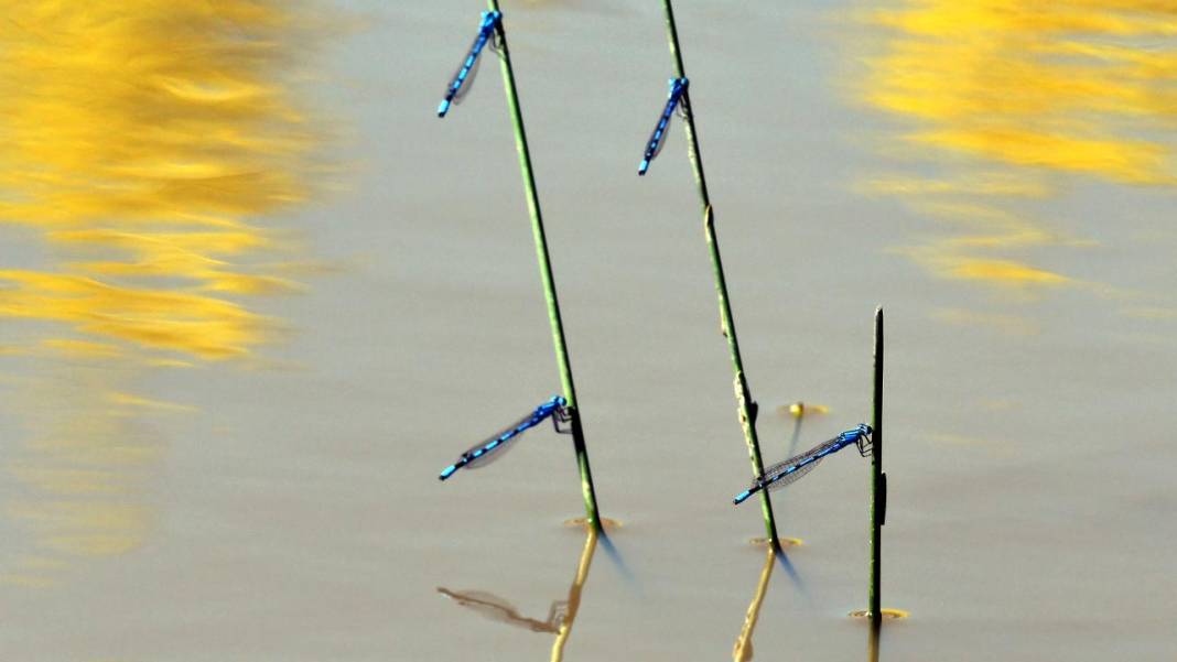 Sarıkamış 'tarım dostu' yusufçuklarla renklendi 7