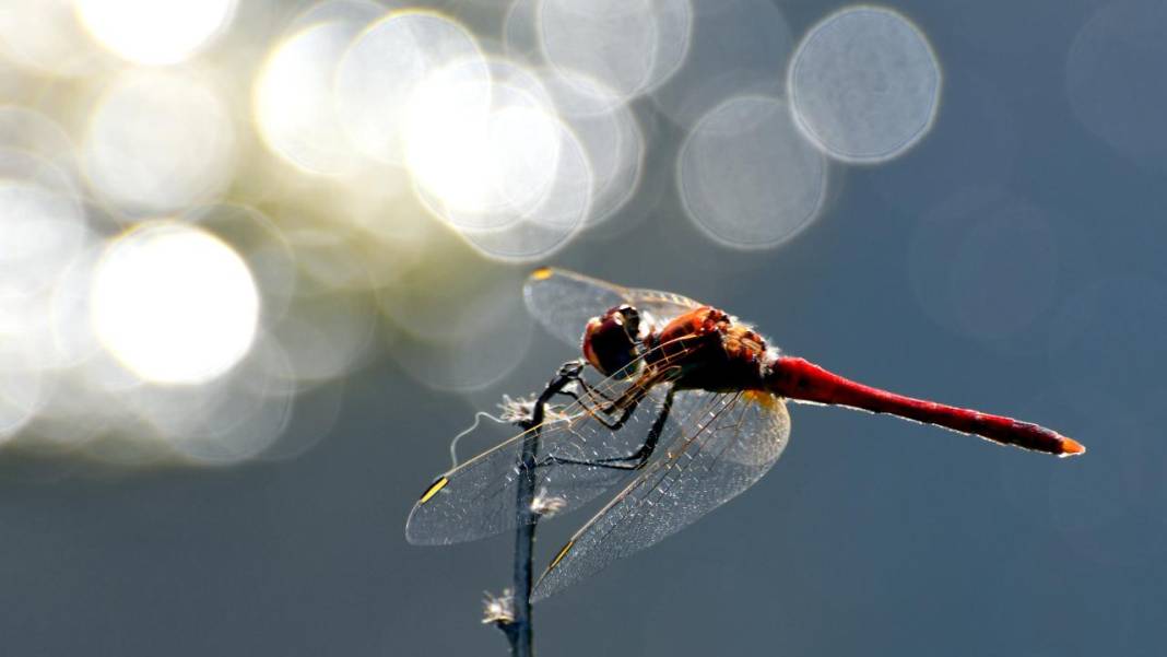 Sarıkamış 'tarım dostu' yusufçuklarla renklendi 8