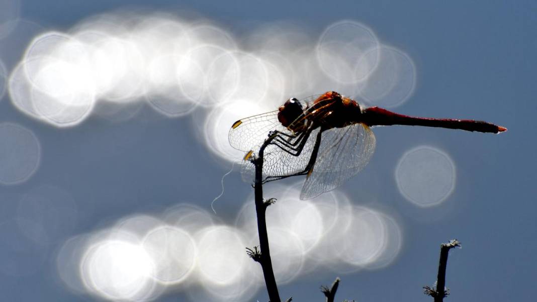 Sarıkamış 'tarım dostu' yusufçuklarla renklendi 9