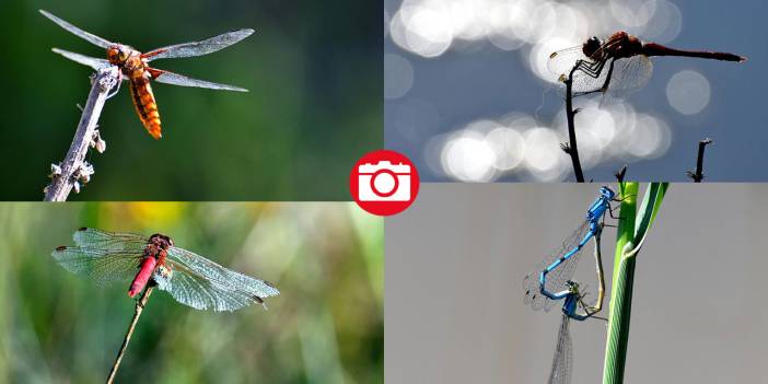 Sarıkamış 'tarım dostu' yusufçuklarla renklendi