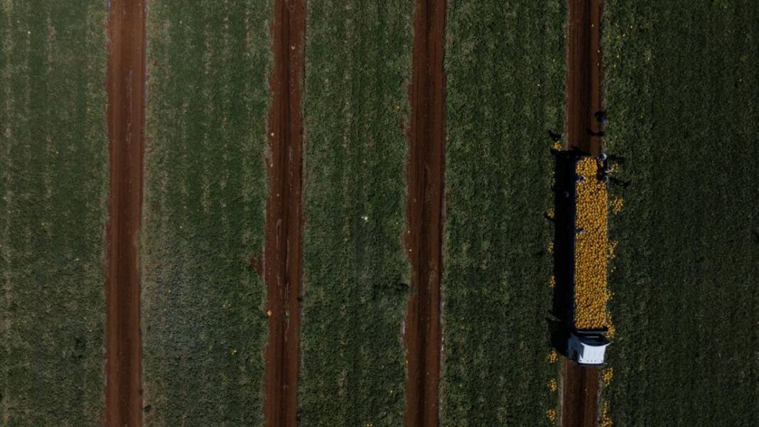 Yaz sıcaklarında imdada gönderilen nimet kavunun hasadı 1