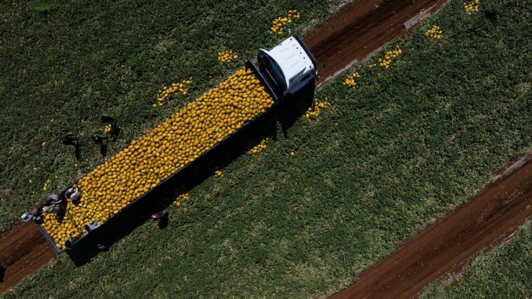 Yaz sıcaklarında imdada gönderilen nimet kavunun hasadı 10