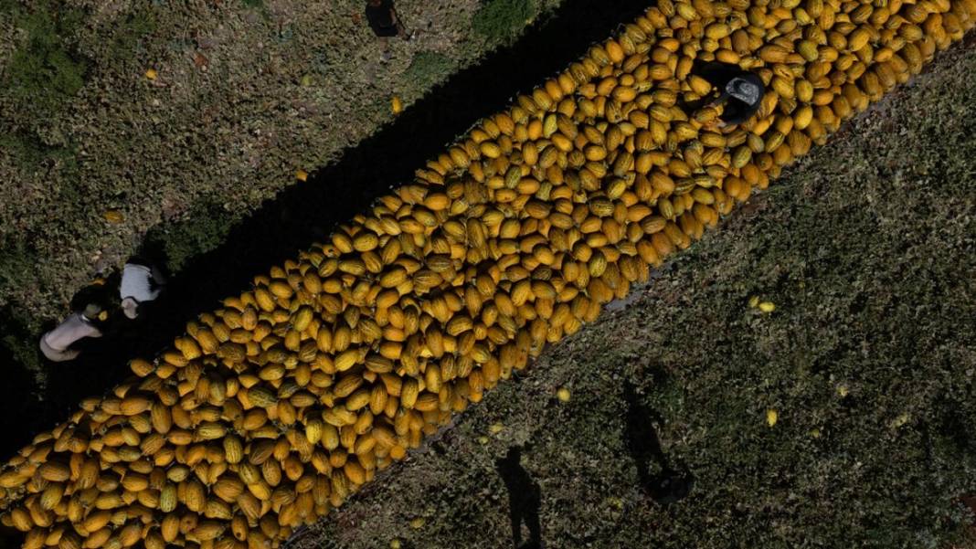 Yaz sıcaklarında imdada gönderilen nimet kavunun hasadı 11