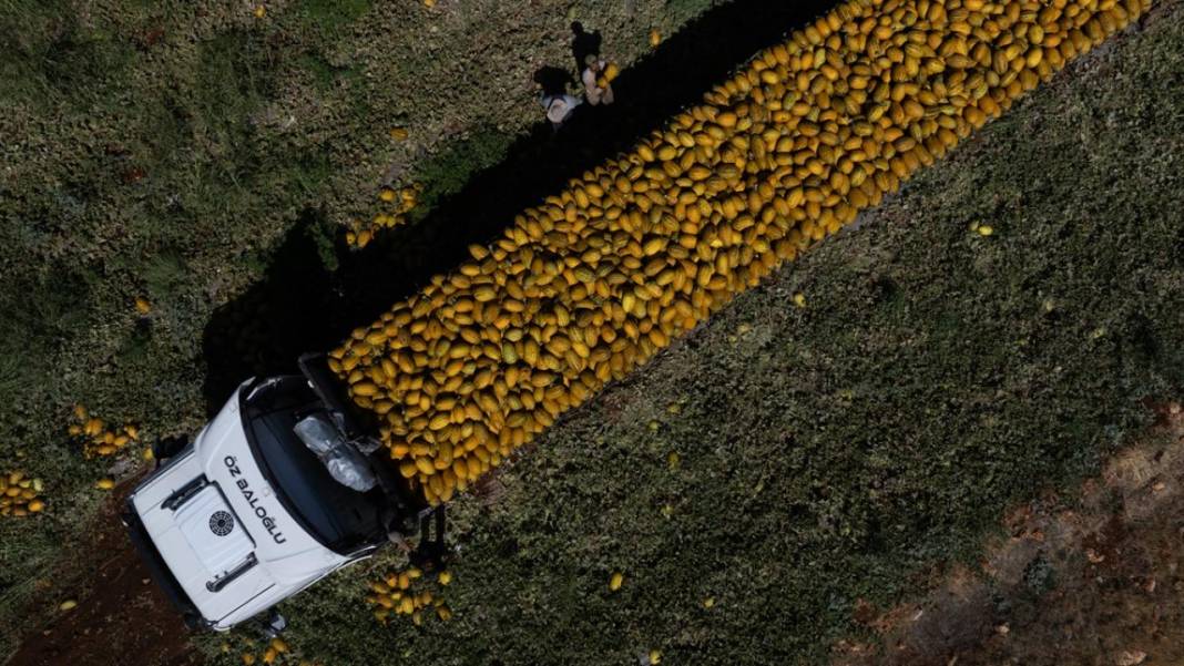 Yaz sıcaklarında imdada gönderilen nimet kavunun hasadı 12