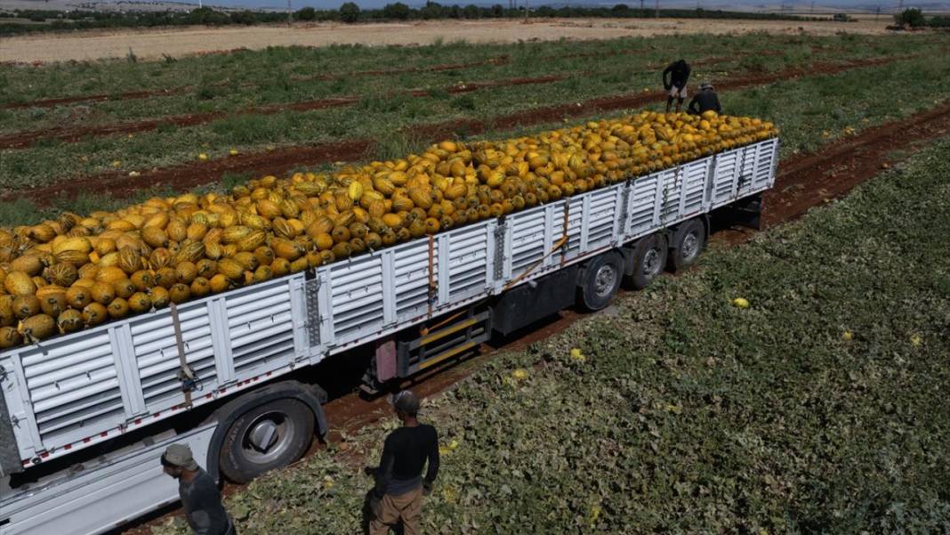 Yaz sıcaklarında imdada gönderilen nimet kavunun hasadı 13