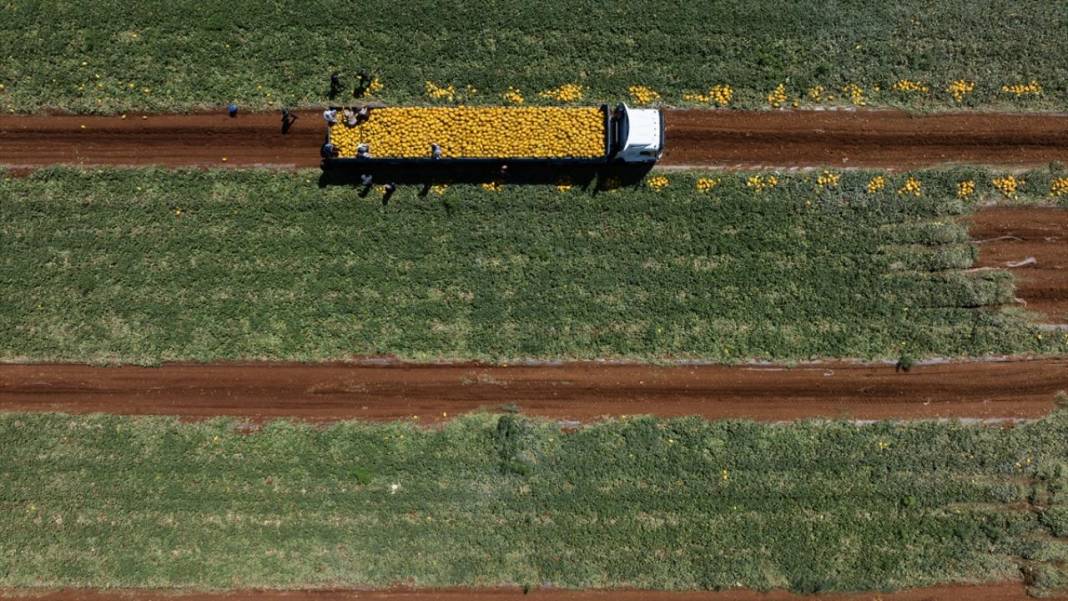 Yaz sıcaklarında imdada gönderilen nimet kavunun hasadı 2