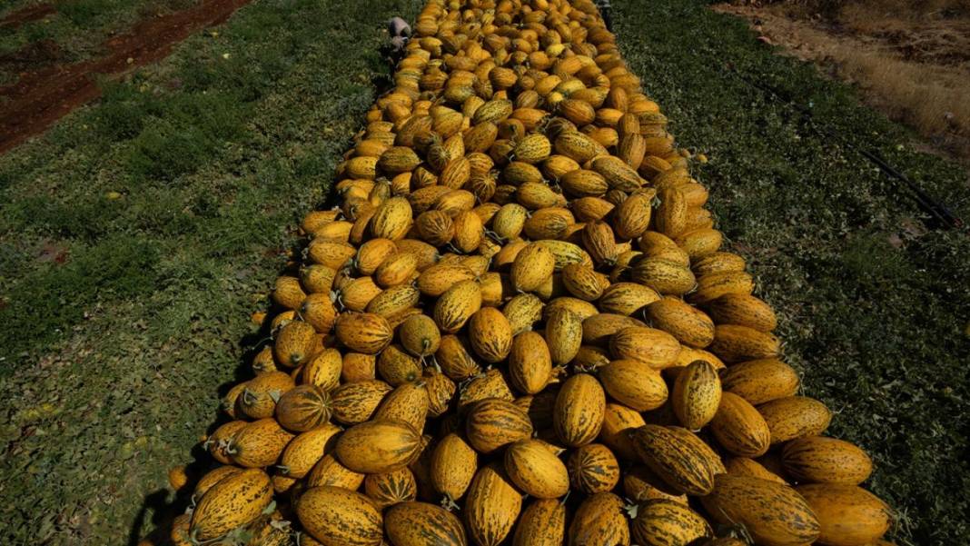 Yaz sıcaklarında imdada gönderilen nimet kavunun hasadı 3