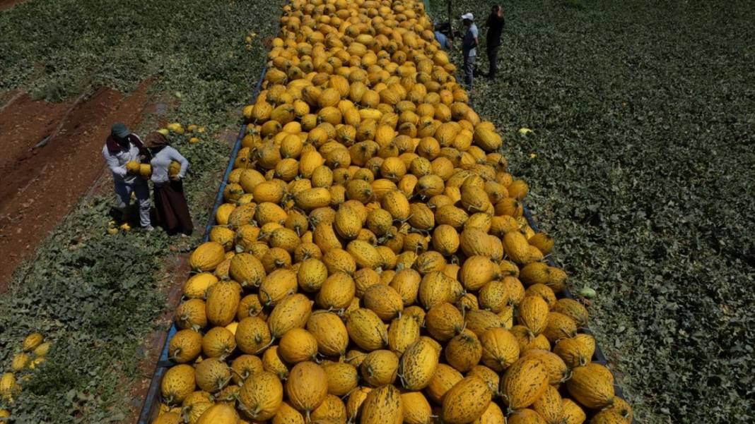 Yaz sıcaklarında imdada gönderilen nimet kavunun hasadı 4