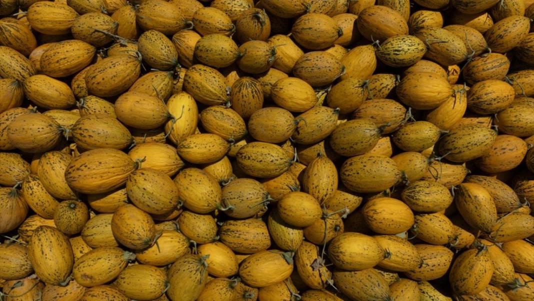 Yaz sıcaklarında imdada gönderilen nimet kavunun hasadı 5