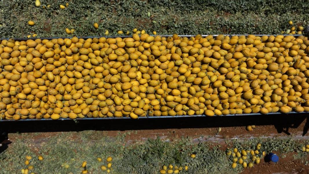 Yaz sıcaklarında imdada gönderilen nimet kavunun hasadı 6