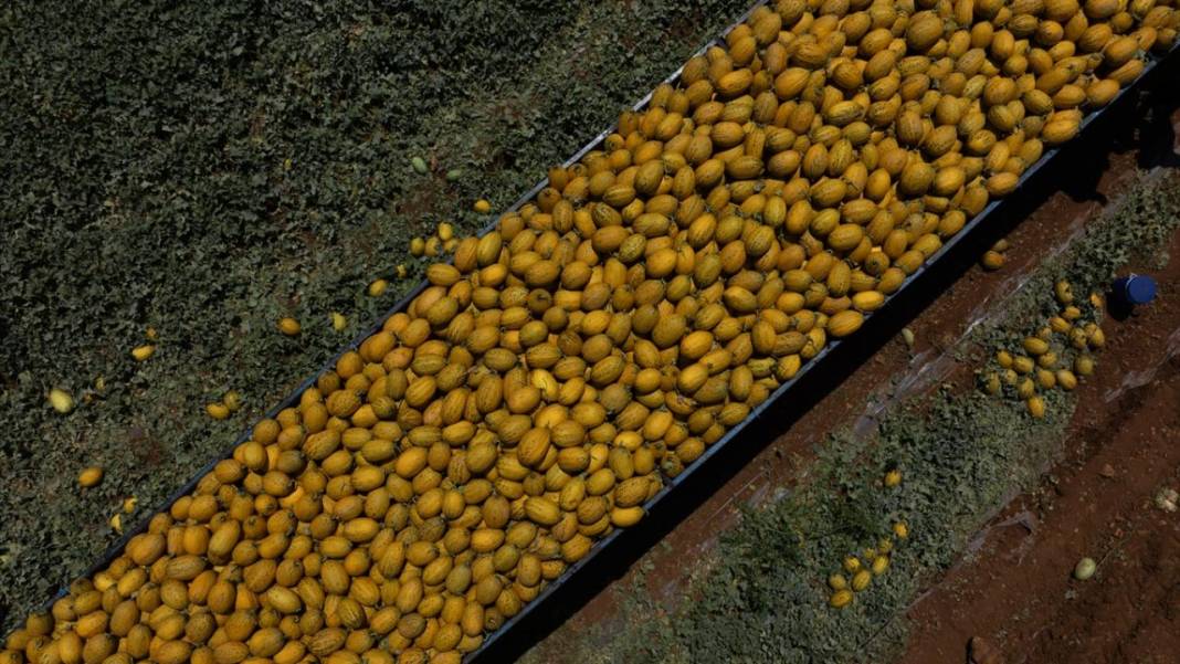 Yaz sıcaklarında imdada gönderilen nimet kavunun hasadı 7