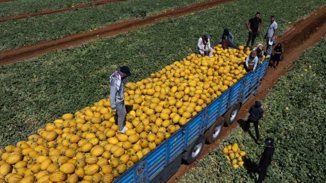 Yaz sıcaklarında imdada gönderilen nimet kavunun hasadı 8