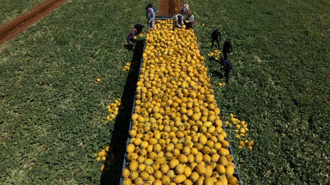 Yaz sıcaklarında imdada gönderilen nimet kavunun hasadı 9