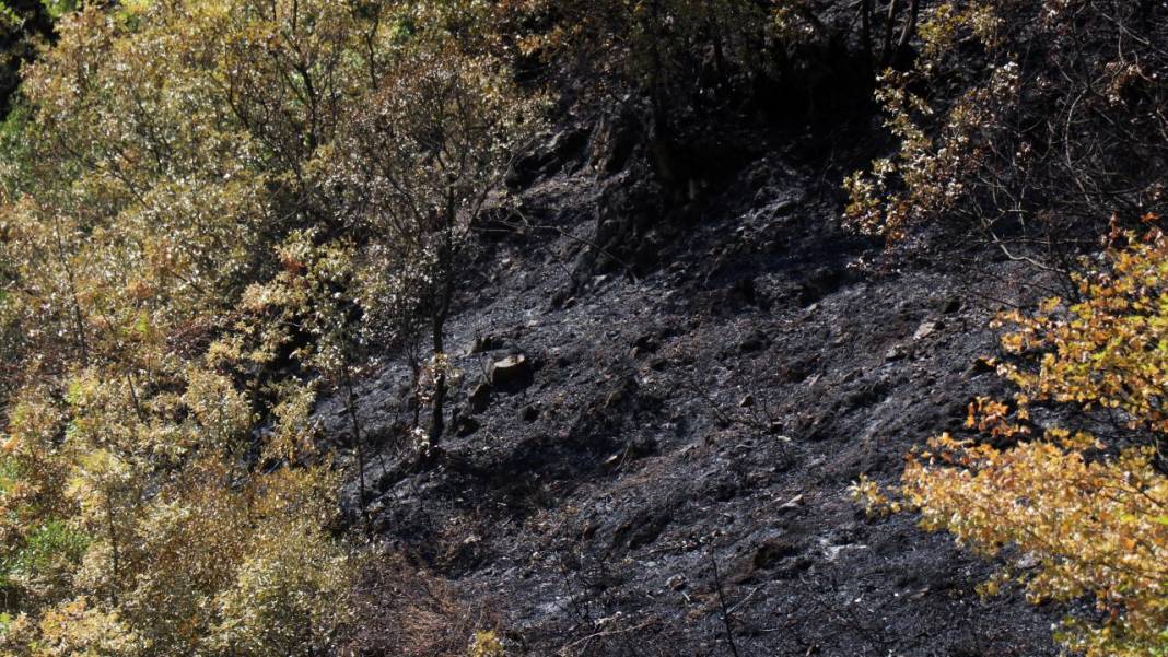Yangın sonrası acı tablo: 'Yeşil' ve 'siyah' yan yana 11