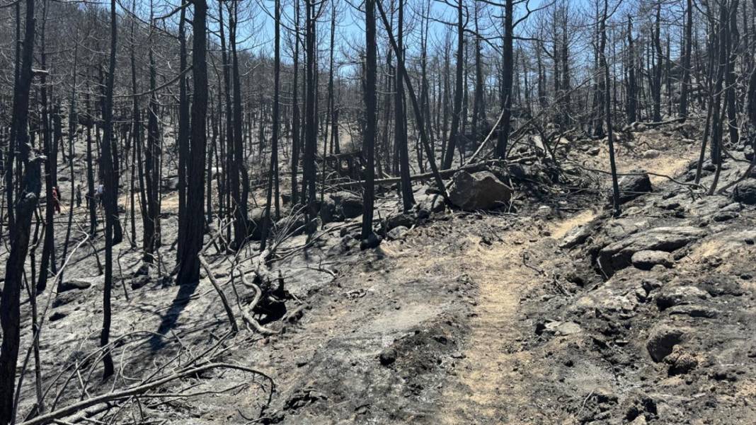 Yangın sonrası acı tablo: 'Yeşil' ve 'siyah' yan yana 17