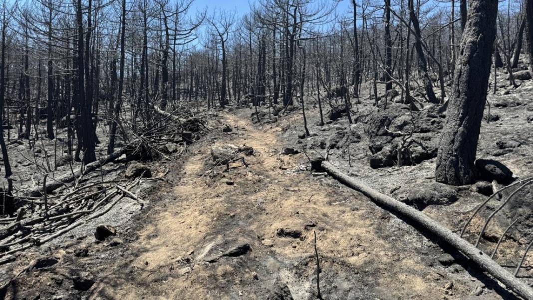 Yangın sonrası acı tablo: 'Yeşil' ve 'siyah' yan yana 22