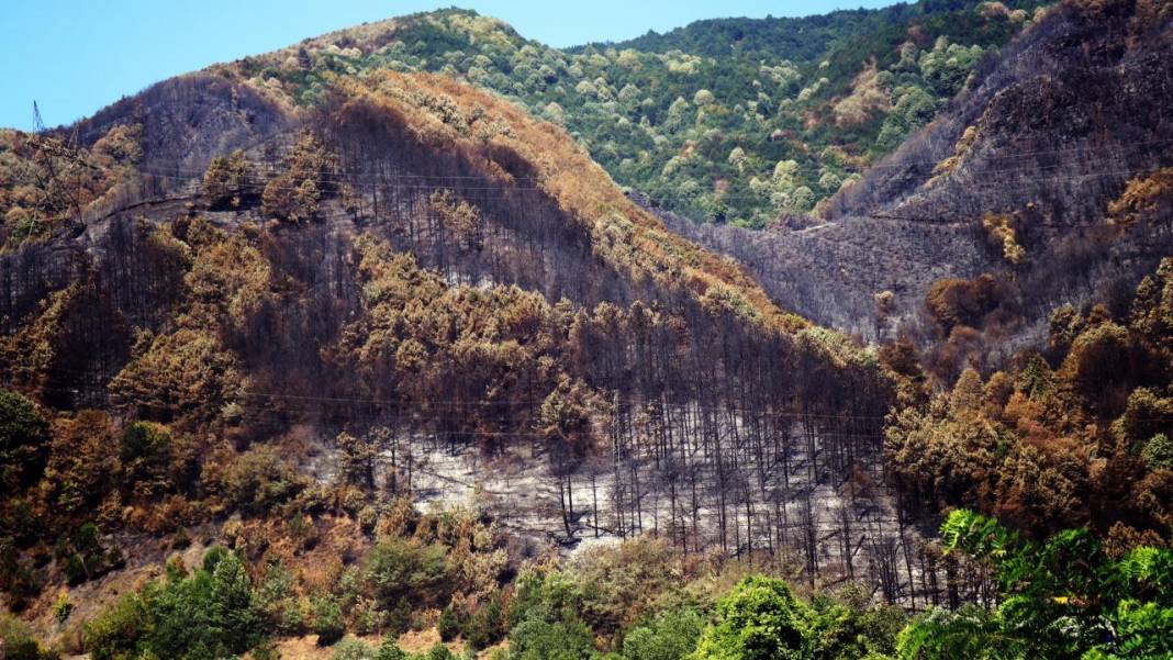 Yangın sonrası acı tablo: 'Yeşil' ve 'siyah' yan yana 7