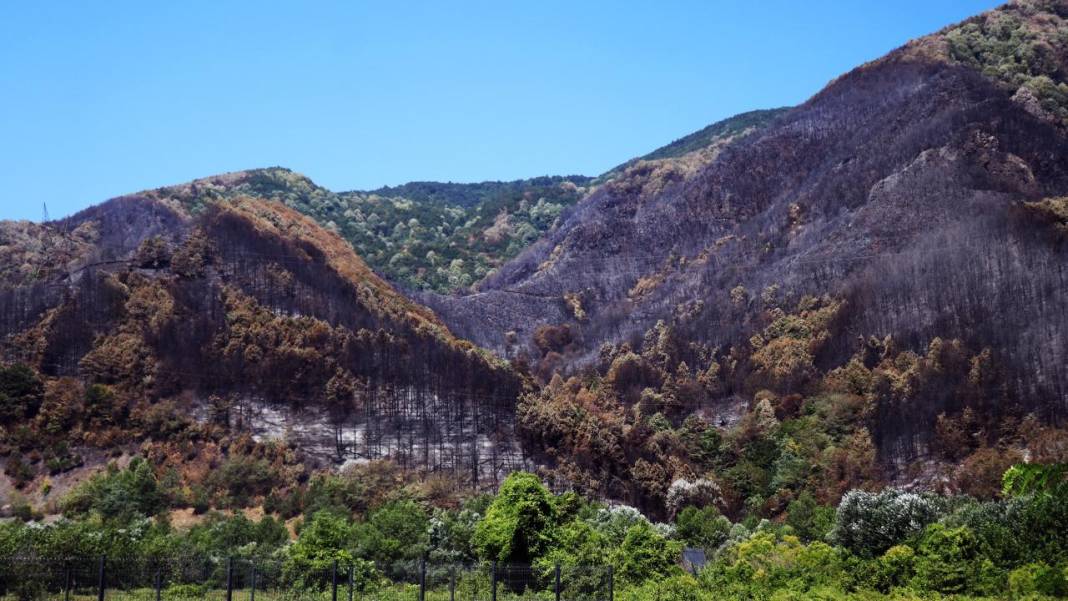 Yangın sonrası acı tablo: 'Yeşil' ve 'siyah' yan yana 9