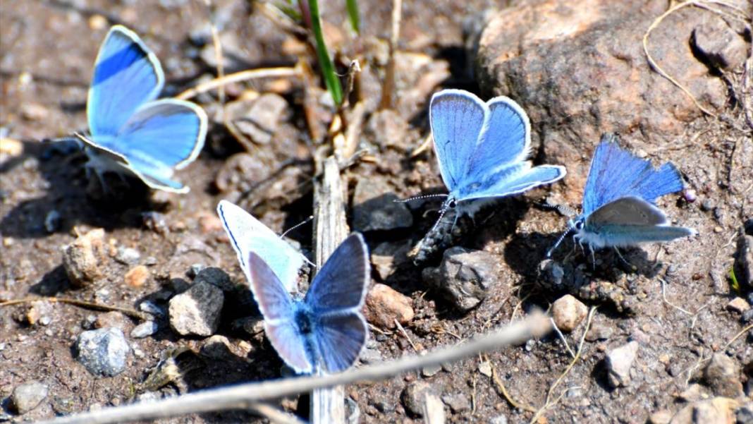 Soğuk iklime sahip Sarıkamış'ta 'kelebek mevsimi' 1