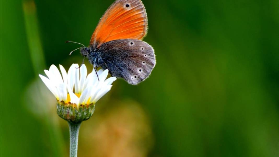 Soğuk iklime sahip Sarıkamış'ta 'kelebek mevsimi' 11