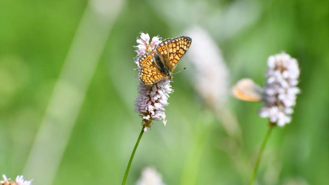 Soğuk iklime sahip Sarıkamış'ta 'kelebek mevsimi' 12