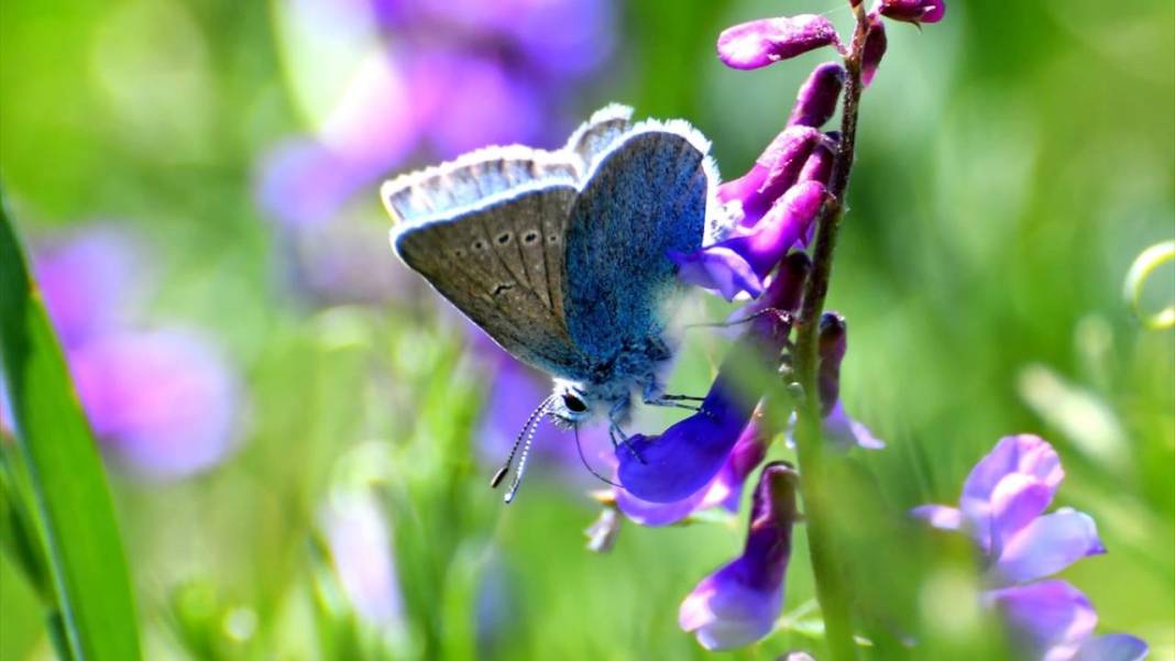 Soğuk iklime sahip Sarıkamış'ta 'kelebek mevsimi' 13
