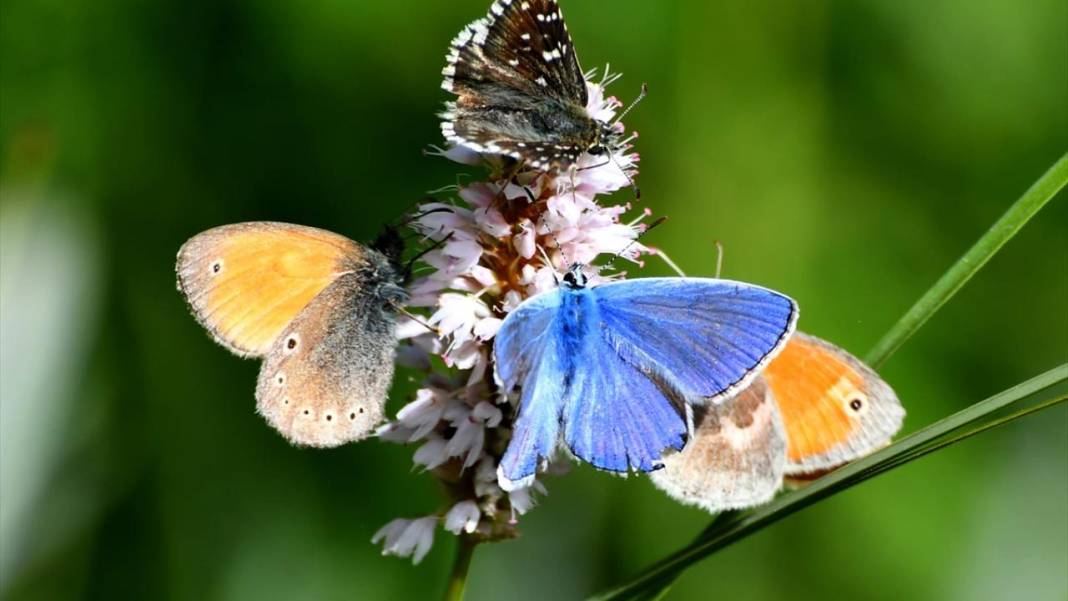 Soğuk iklime sahip Sarıkamış'ta 'kelebek mevsimi' 2